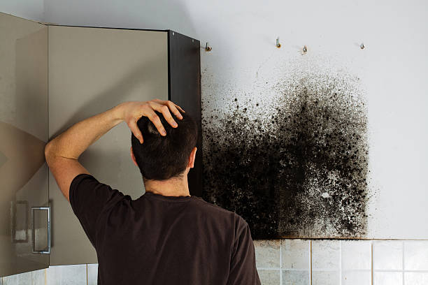Best Emergency Mold Remediation in Green Valley, MD